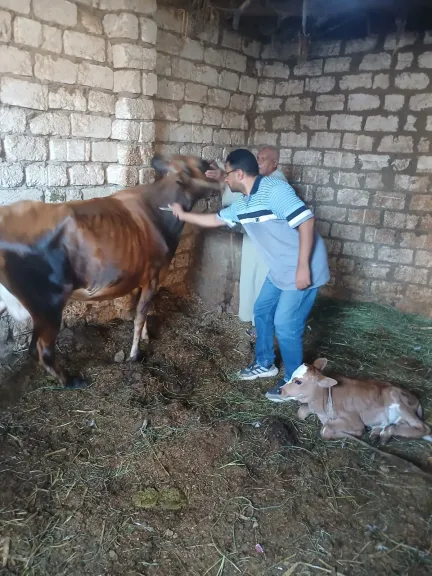 محافظ أسيوط: تحصين 15,703 رأس ماشية محافظ أسيوط: تحصين 15,703 رأس ماشية