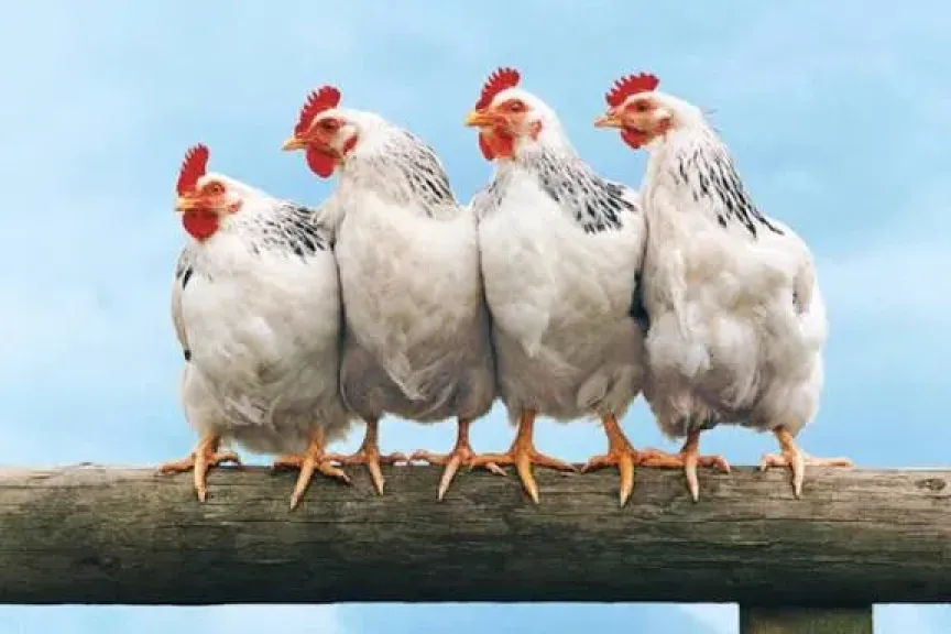 ارتفاع كبير ومفاجئ في البلدي وانخفاض البيضاء، سعر الفراخ اليوم الأحد