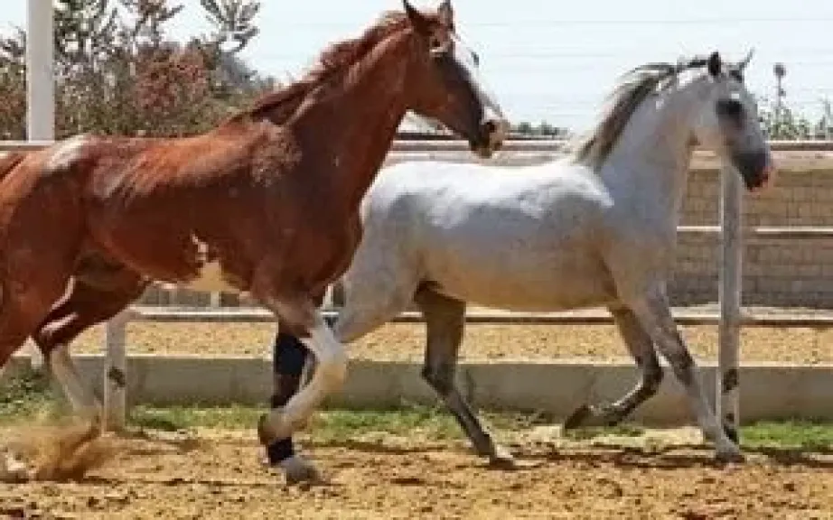 انطلاق بطولة حائل الدولية لجمال الخيل العربية الأصيلة في نسختها الرابعة الخميس القادم