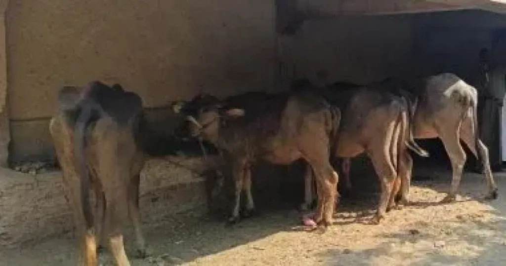 تسليم 4817 رأس ماشية للأسر الأولى بالرعاية فى قرى ومراكز سوهاج