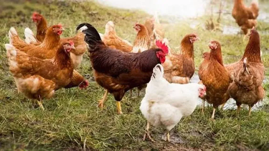 ارتفاع ملحوظ في سعر الفراخ اليوم الإثنين 3 نوفمبر 2025