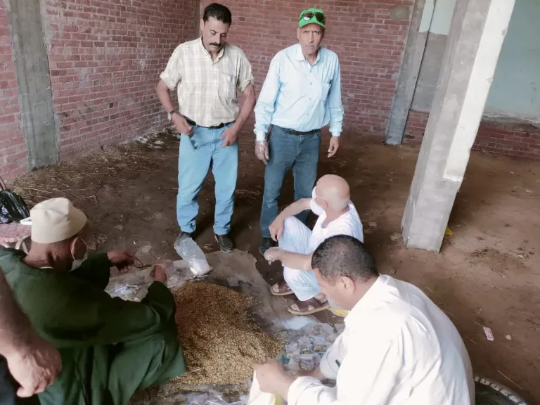 زراعة البحيرة تنتهى من حملتها على القوارض بعد حصاد المحاصيل الصيفية لموسم 2025