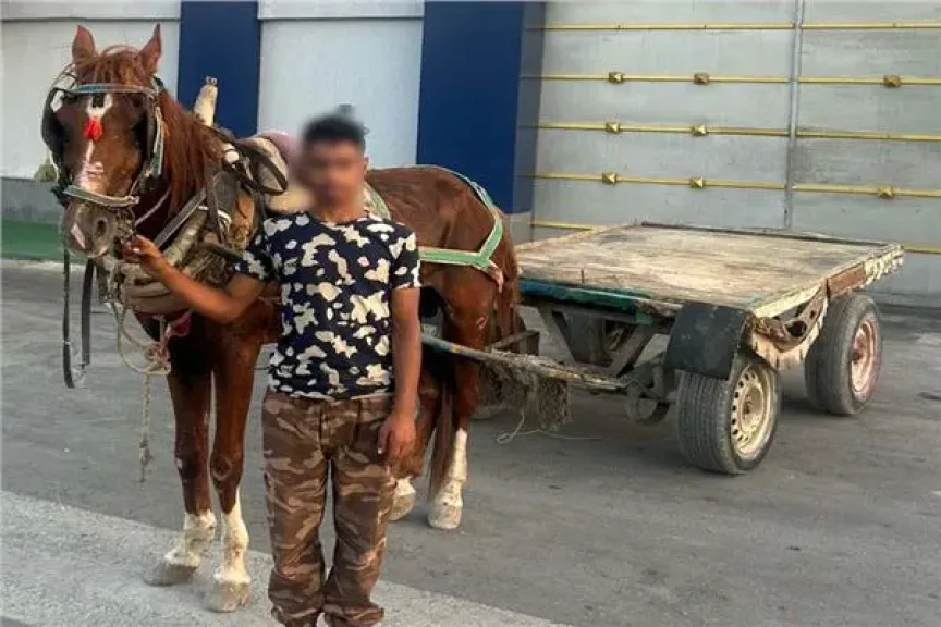 ضبط سائق عربة كارو اصطدم بسيدة في شمال سيناء