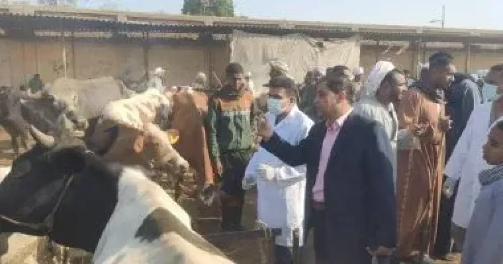 بيطرى الأقصر: المحافظة خالية من الحمى القلاعية ولم نسجل أى حالة مرضية