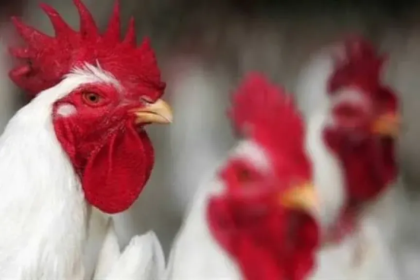 انخفاض البيضاء وارتفاع البلدي، سعر الفراخ اليوم الأربعاء 5 نوفمبر 2025