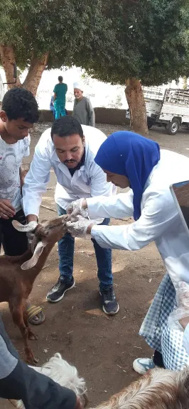 محافظ أسيوط: قوافل بيطرية تجوب قرى أسيوط خلال أكتوبر وتعالج نحو 3 آلاف