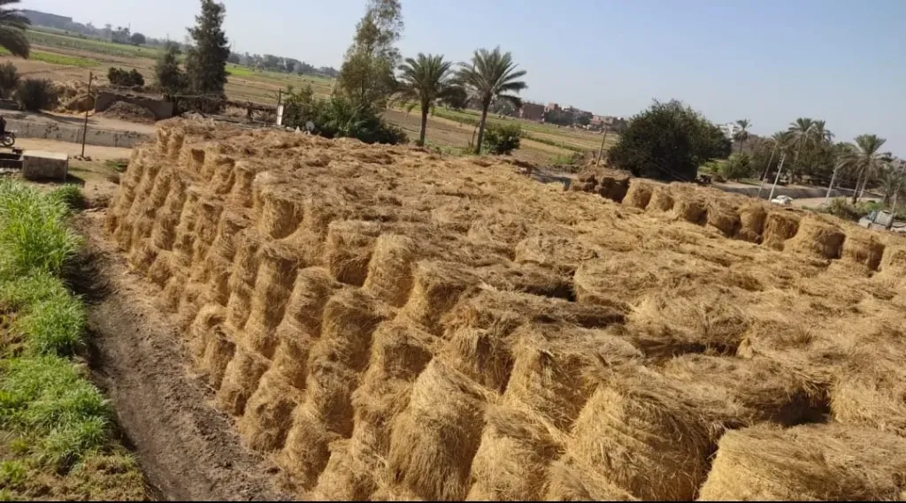 شئون البيئة بالشرقية يحرر326 محضرا ويجمع 474 الف طن قش ارز