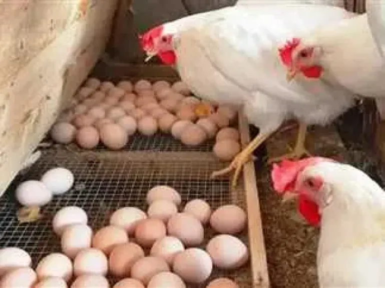 أسعار الدواجن والبيض الخميس 6-11-2025