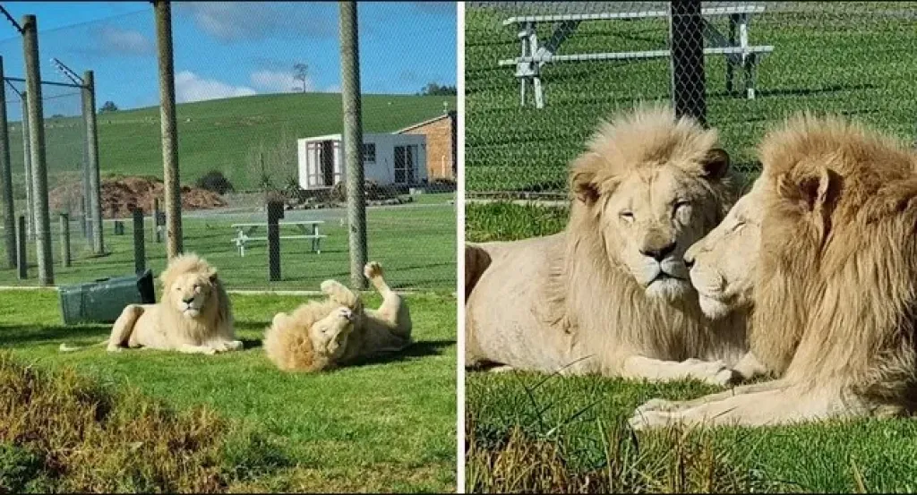 اخضاع أسدين لـ«القتل الرحيم» بنيوزيلندا