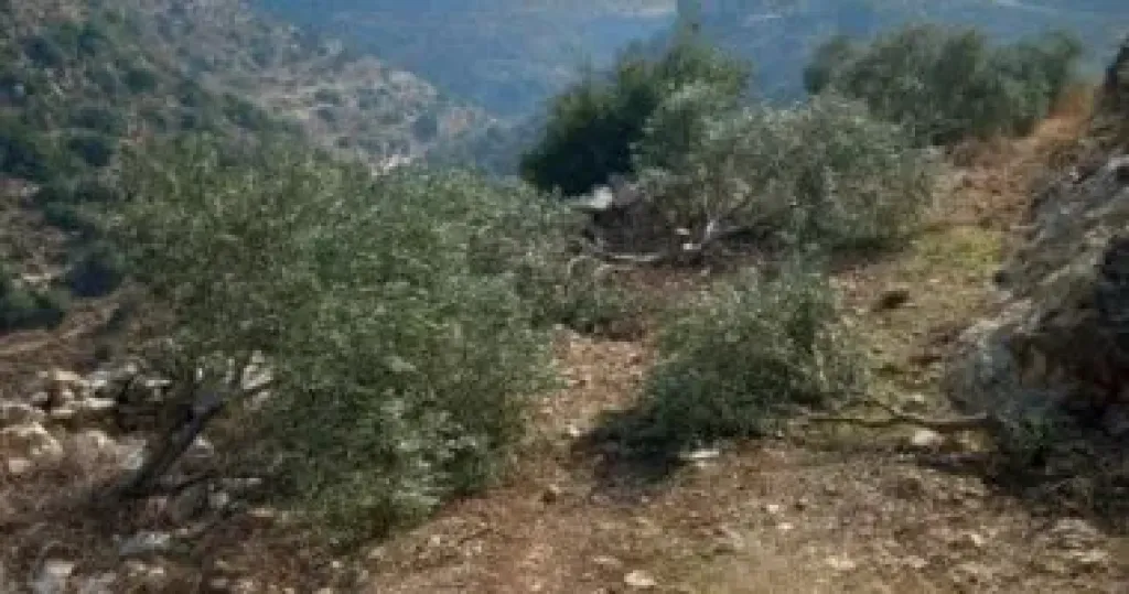 مقاومة الجدار والاستيطان: جيش الاحتلال نفذ 340 اعتداء ضد قاطفي الزيتون منذ انطلاق الموسم