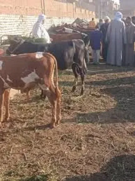 تحصين 44 ألف رأس ماشية ضد الحمى القلاعية والوادي المتصدع ببني سويف