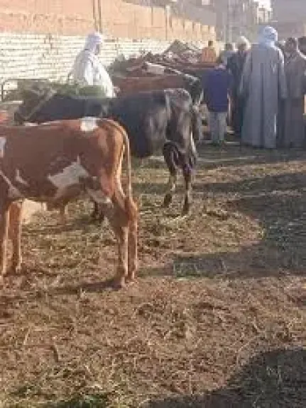 تحصين أكثر من 35 ألف رأس ماشية ضد الحمى القلاعية وحمى الوادي المتصدع بالوادي الجديد