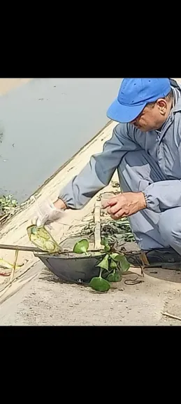 صحة بني سويف فحص المجاري المائية بإهناسيا لمكافحة القواقع