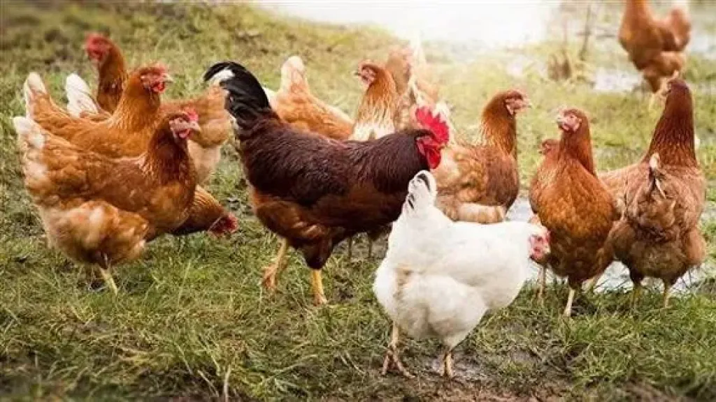 انخفاض البيضاء والبلدي ”لغز محير”، سعر الفراخ اليوم السبت 8 نوفمبر 2025