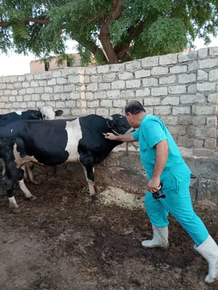 محافظ أسيوط: تحصين 36 ألف رأس ماشية خلال الأسبوع الثاني