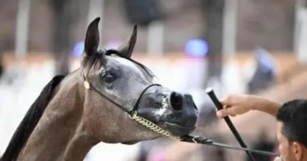 حضور جماهيرى كبير لبطولة حائل الدولية لجمال الخيل العربية الأصيلة