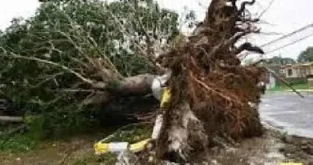 ارتفاع حصيلة المصابين جراء الإعصار فى البرازيل إلى 432 شخصا