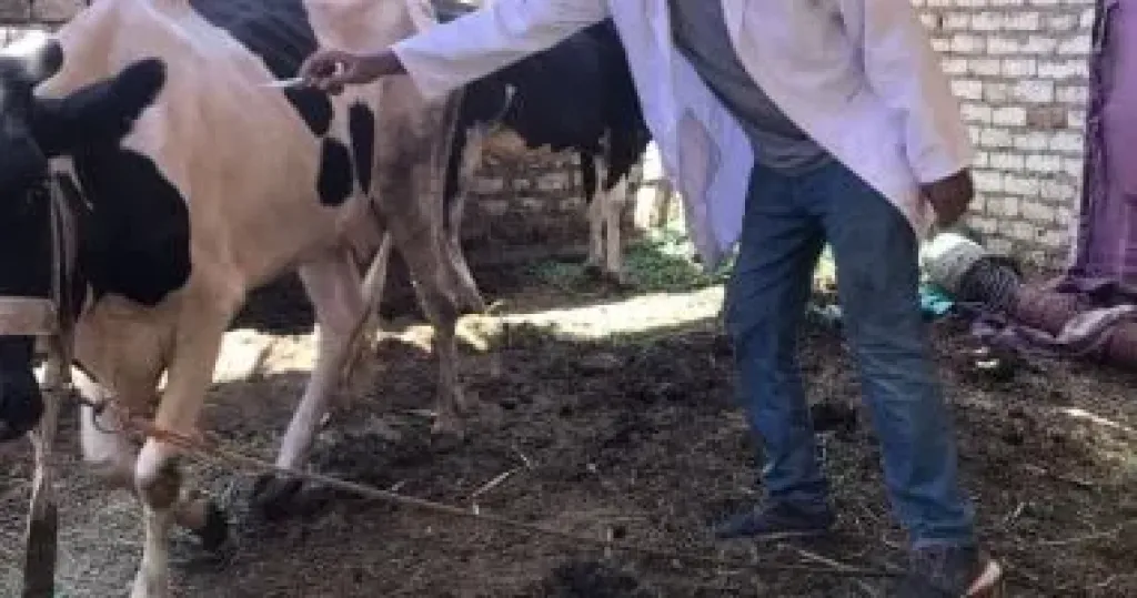 نقابة البيطريين تشيد بجهود تحصين الماشية وتؤكد سلامة اللحوم المعروضة