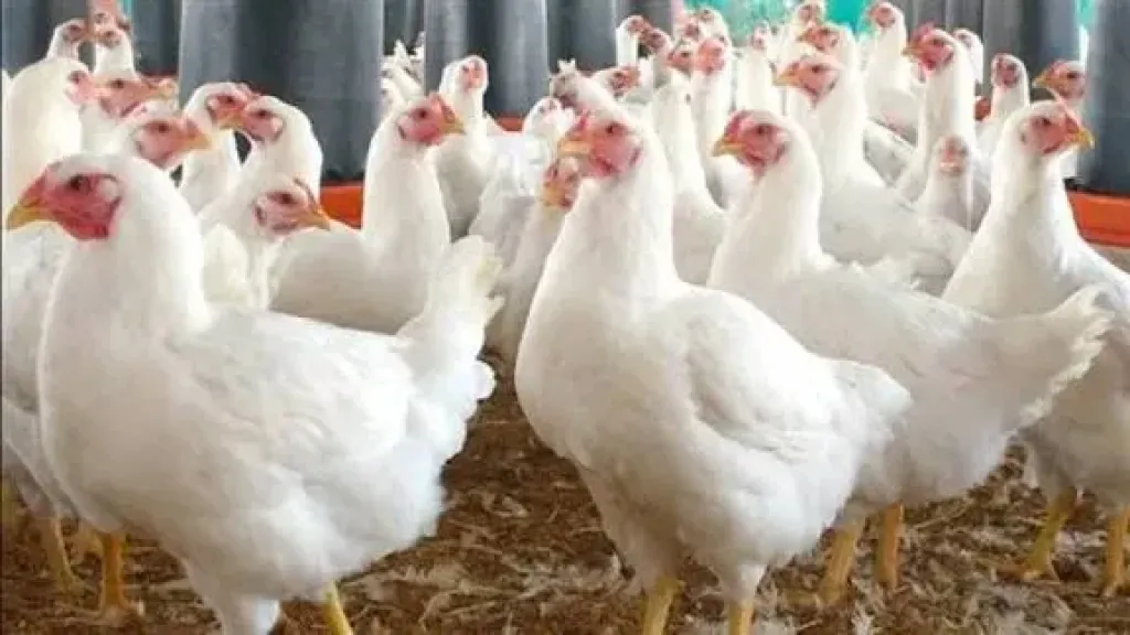 انخفاض البيضاء وارتفاع البلدي، سعر الفراخ اليوم الأحد 9 نوفمبر 2025