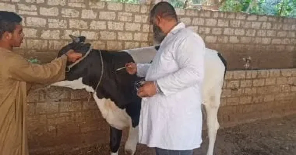 تحصين 7884 رأس ماشية فى يوم واحد ضمن الحملة القومية بسوهاج