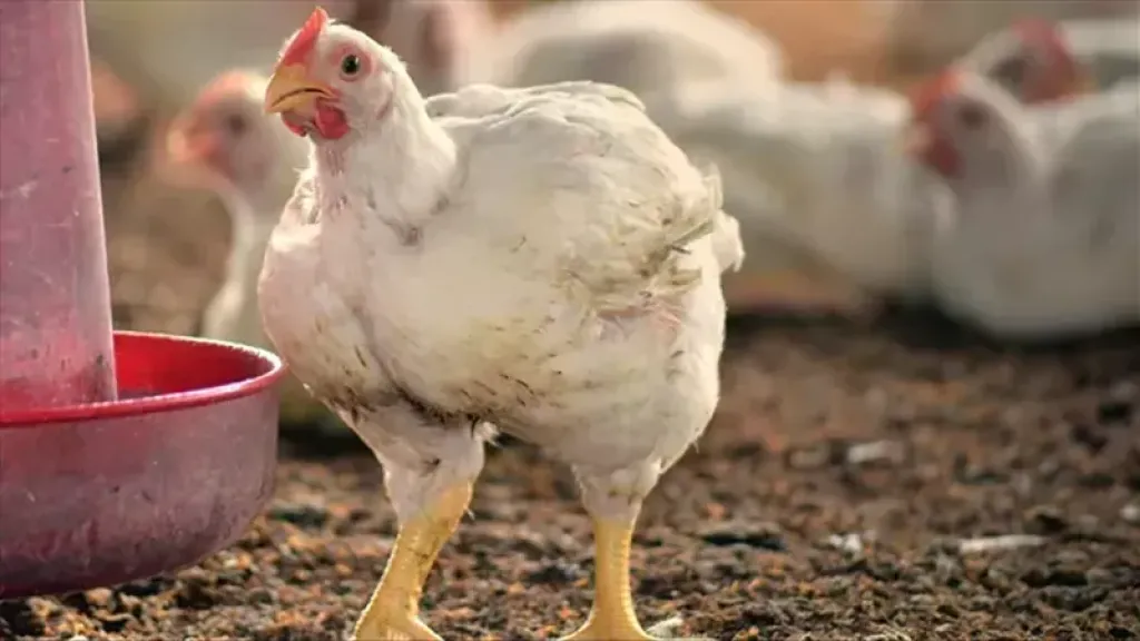 أسعار الفراخ البيضاء اليوم الإثنين 10-11-2025