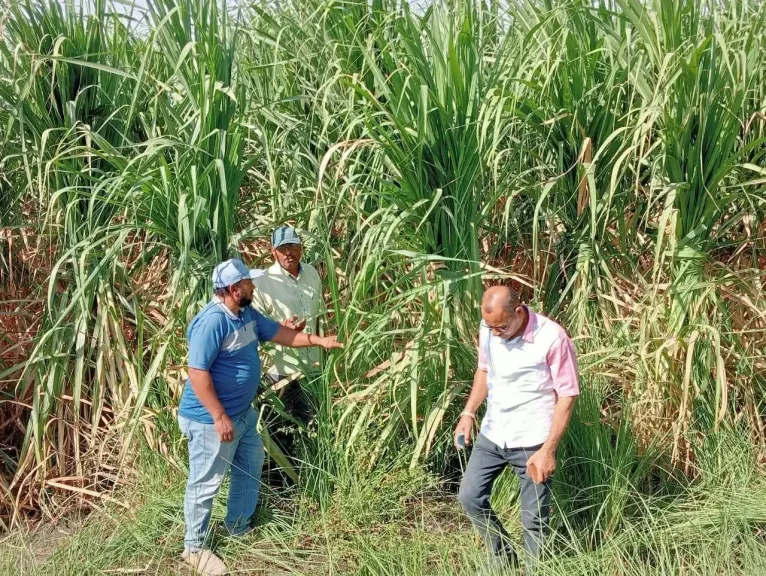 مديرية الزراعة بالأقصر تعلن الانتهاء من حصاد 333 فدانا لمحصول الذرة الشامية