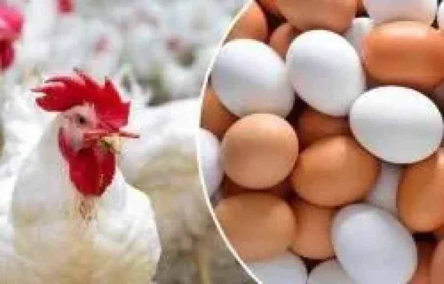 أسعار الفراخ اليوم الأربعاء والكتاكيت والبيض في الأسواق المصرية