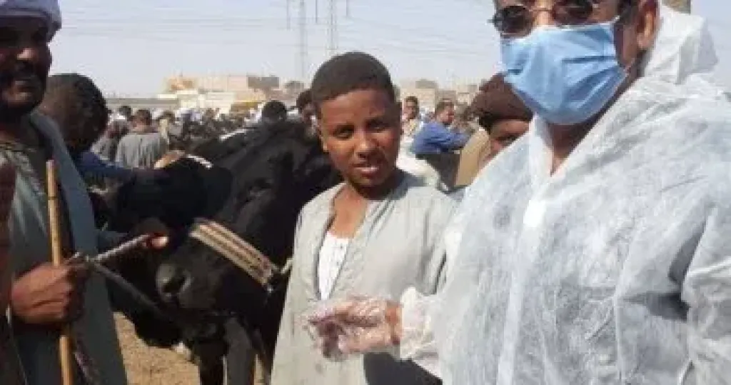 بيطرى الأقصر تطلق لجان وفرق للمرور على الأسواق لفحص وحماية الثروة الحيوانية