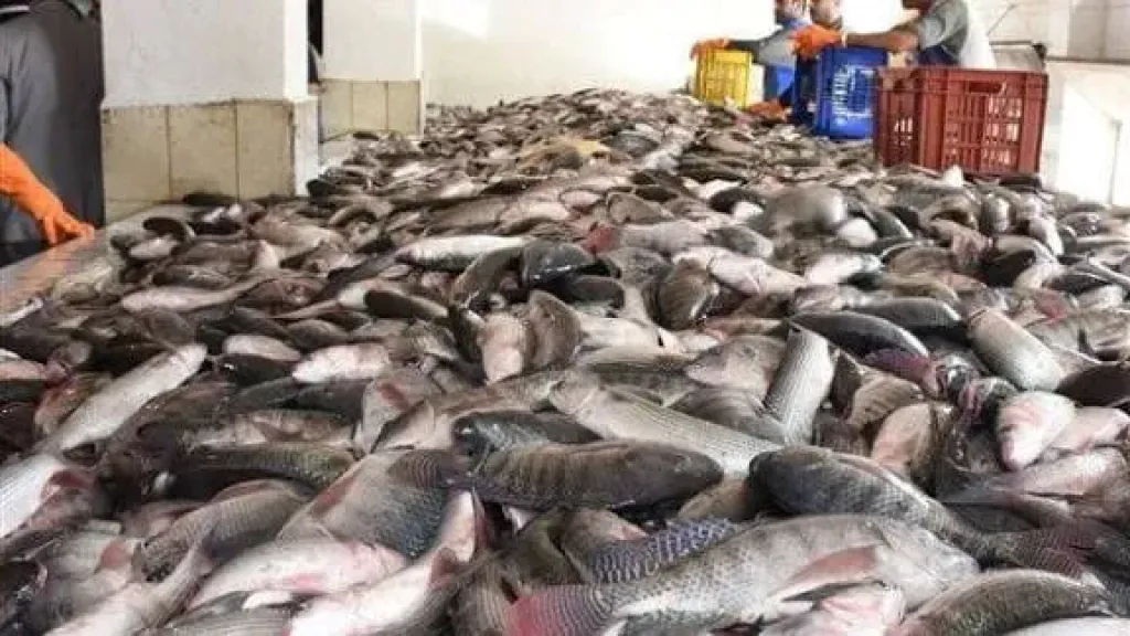 سعر السمك اليوم، ارتفاع البوري والبلطي وانخفاض 50 جنيها في الجمبري