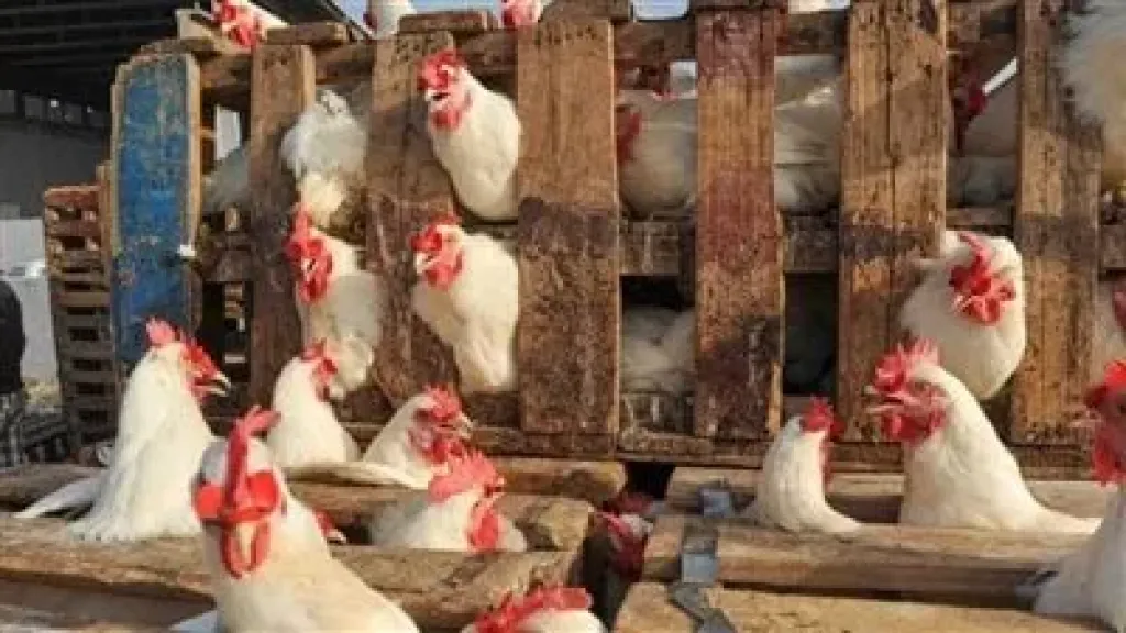 أسعار الفراخ البيضاء والبلدي اليوم الجمعة 14 نوفمبر 2025