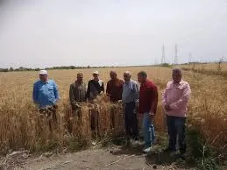 ضمن حملة النهوض بمحصول القمح، زراعة الإسماعيلية توزع تقاوي مجانية على الحقول الإرشادية