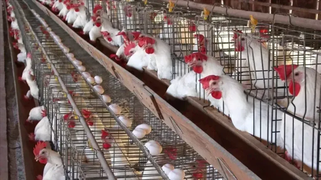 سعر الفراخ اليوم السبت 15 نوفمبر 2025 فى بورصة الدواجن