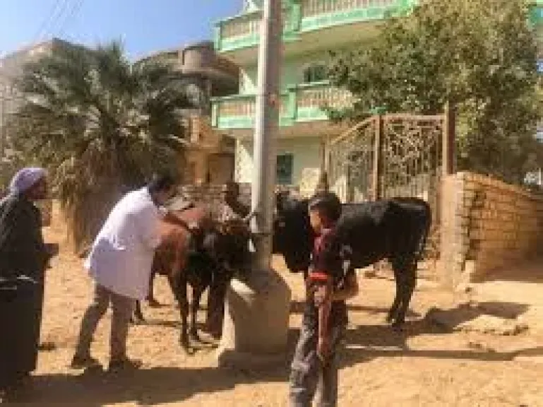 تحصين 1840 رأس ماشية بالفيوم ضد أمراض الحمى خلال أكتوبر الماضي
