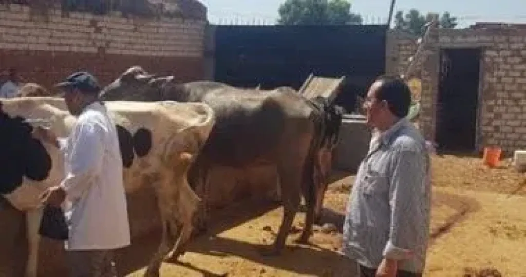 تعرف على أهم إجراءات الوقاية من الحمى القلاعية