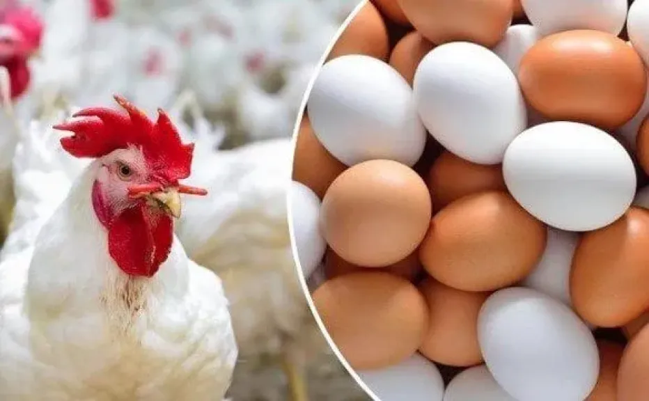 أسعار الدواجن والبيض اليوم الأحد 16 نوفمبر 2025