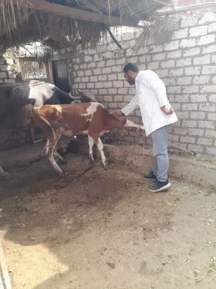 بيطرى الشرقية:تحصين ٦٨2 ألف  رأس ماشية ضد الحمى القلاعية