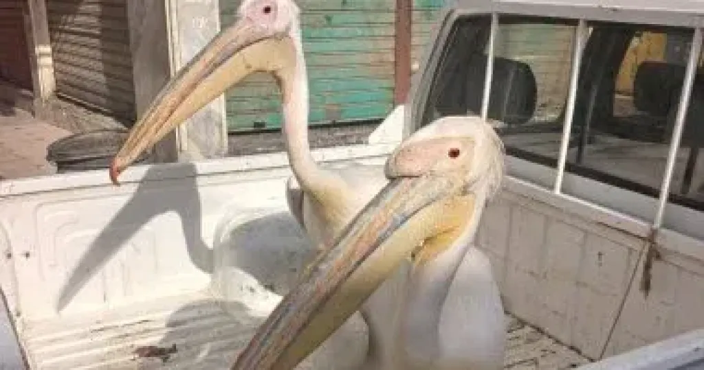 البيئة تشن حملة موسعة لمكافحة الاتجار غير المشروع فى طيور البجع بطريق السخنة