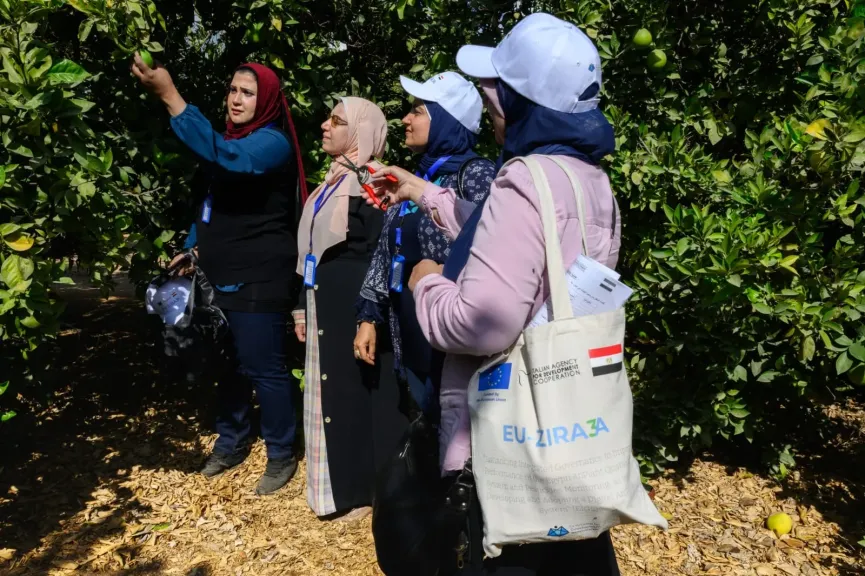 ”الزراعة” تعلن بدء الموسم التصديري الجديد لمحصول البرتقال المصري منتصف ديسمبر المقبل