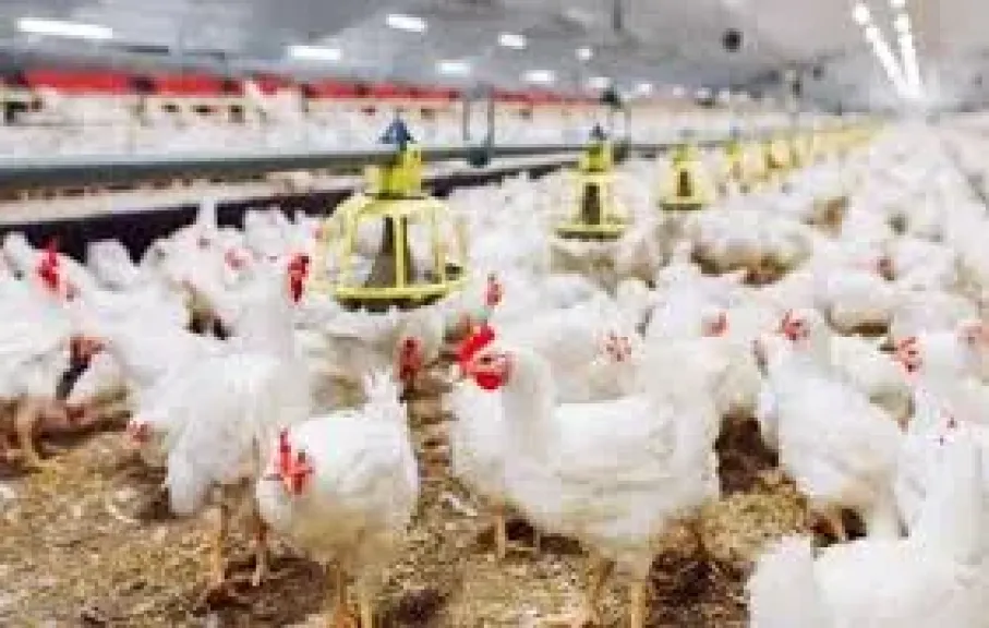 شملت البيضاء والبلدي، ارتفاع سعر الفراخ اليوم الثلاثاء 18 نوفمبر 2025