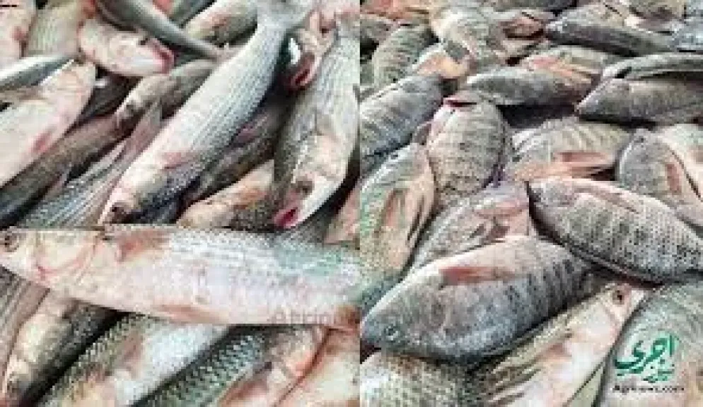سعر السمك اليوم، انخفاض البوري 40 جنيها والبلطي 3 وارتفاع المكرونة والبربون