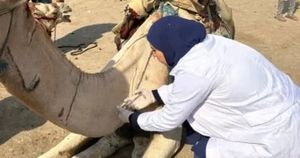 محافظة الجيزة تطلق قوافل بيطرية مجانية لرعاية الخيول والجمال بمنطقة الأهرامات