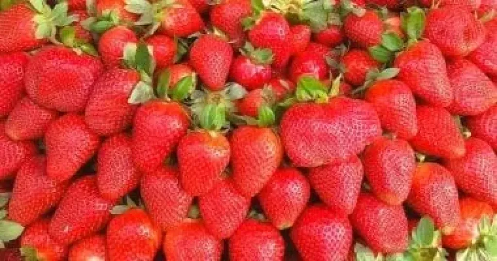 وزارة الزراعة: تصدير أكثر من مليون شتلة فراولة أكتوبر الماضى