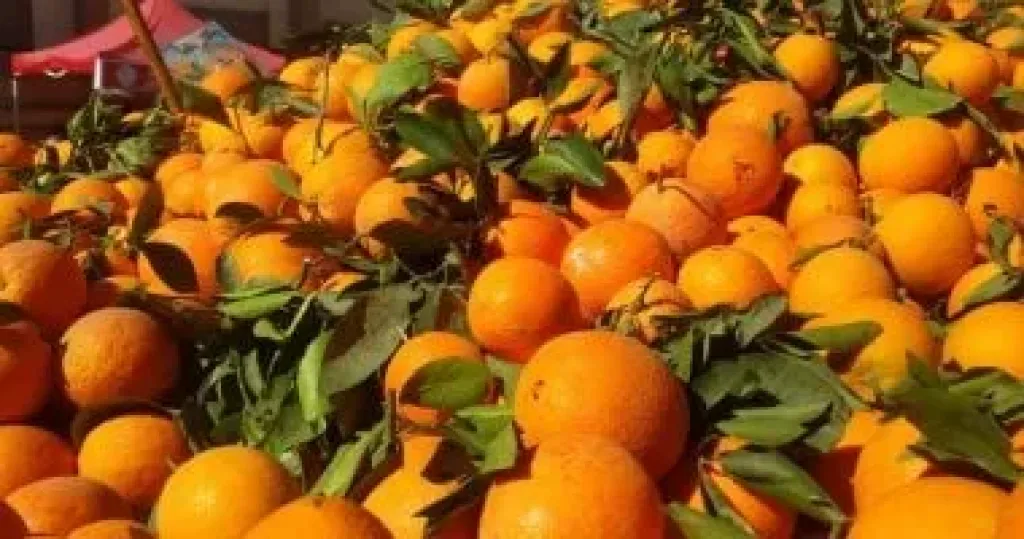 الحجر الزراعى: تصدير أكثر من 1.99 مليون طن موالح خلال الموسم الماضى