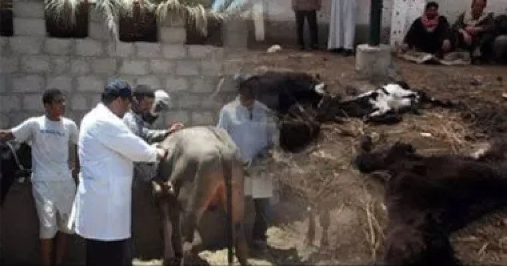 الزراعة تعلن تحصين أكثر من 6.5 مليون جرعة وتحث المربين على التعاون مع الحملة القومية