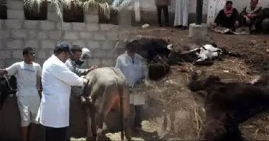 ”الزراعة”: إعطاء أكثر من 8.1 مليون جرعة لقاح للماشية ضد الحمى القلاعية والوادي المتصدع حتى الآن