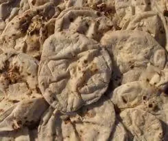 مافيا الدقيق المدعّم في الفشن رغيف المواطن يُنهب على مرأى من الجميع