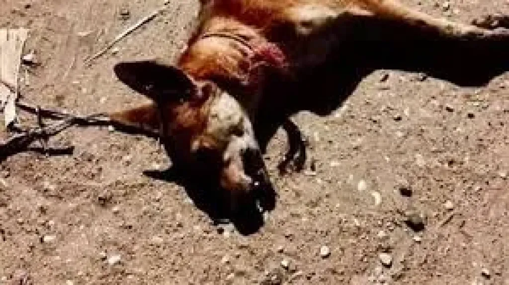 صحة أسيوط تكثف جهودها للتعامل مع 20 مصابا بعقر كلب مسعور