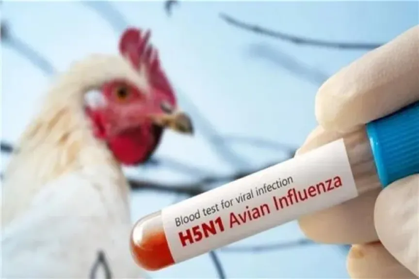 الولايات المتحدة تسجل أول وفاة لمصاب بسلالة جديدة من إنفلونزا الطيور
