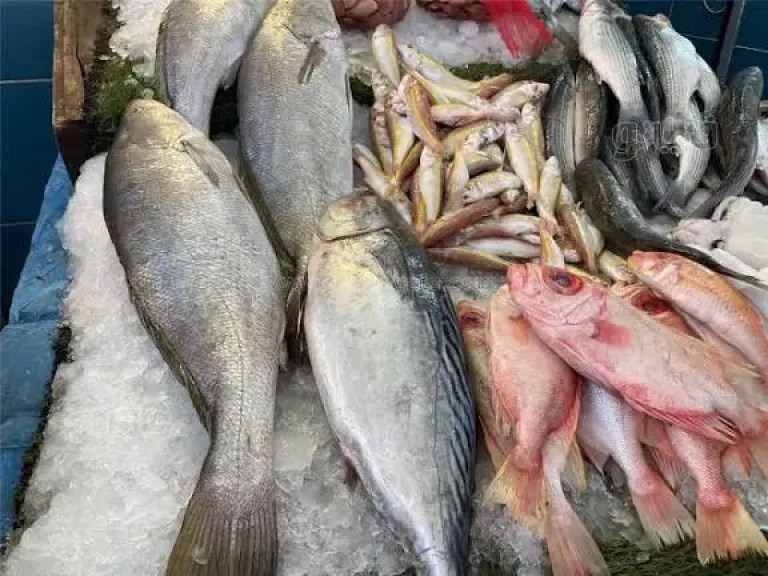 سعر السمك اليوم، انخفاض البوري والكابوريا والبلطي