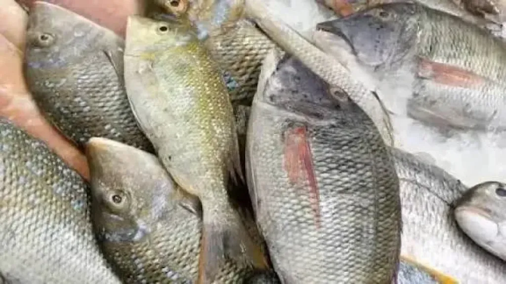 سعر السمك اليوم، ارتفاع البلطي والسبيط وانخفاض البوري 20 جنيها